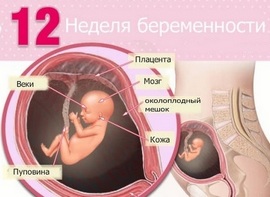 УЗИ до 12 недели беременности